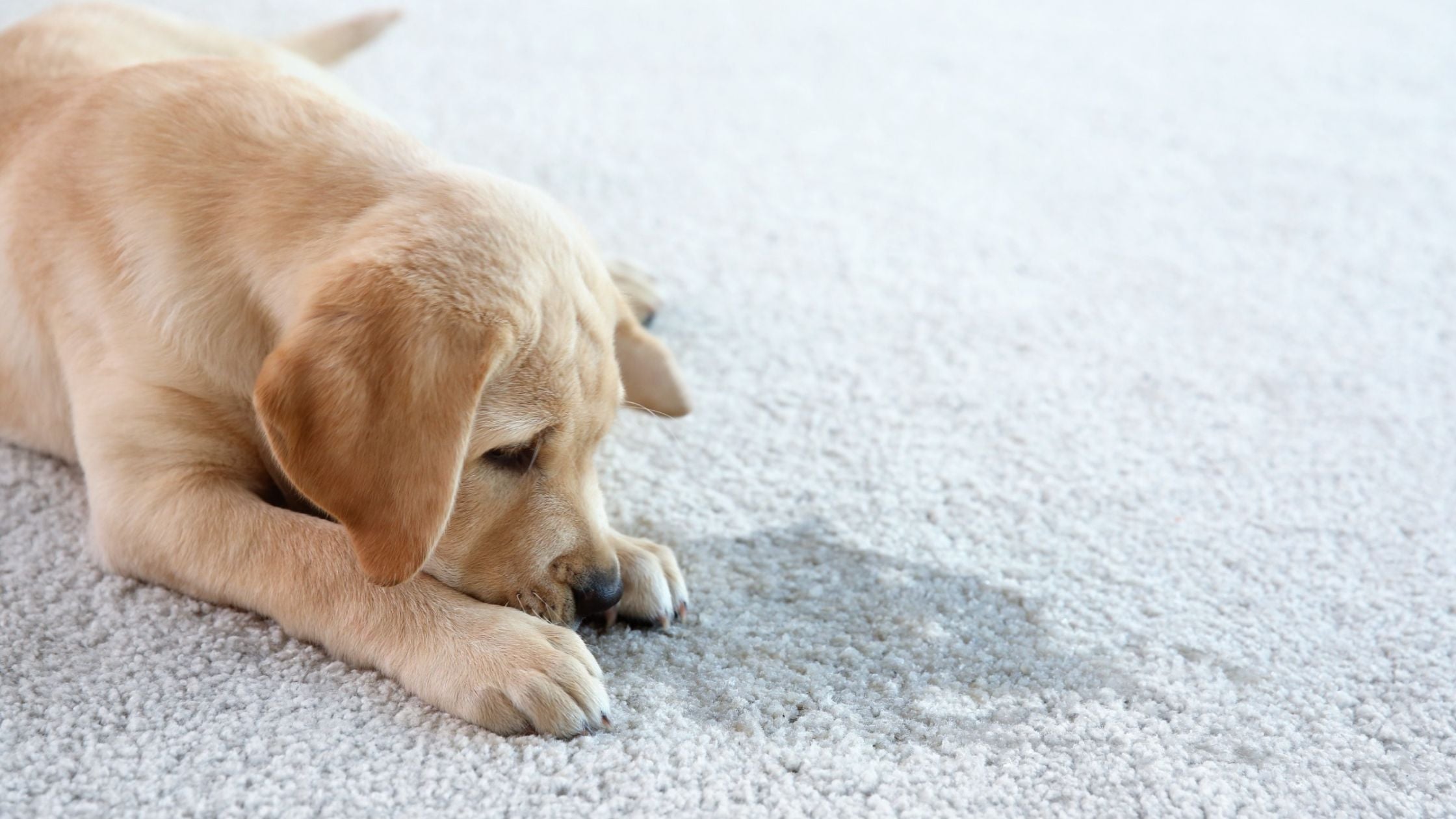 How To Remove Pet Vomit from Carpets?